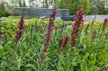 Echium russicum