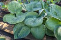 Hosta "After Party"