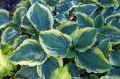 Hosta „All Aflutter”
