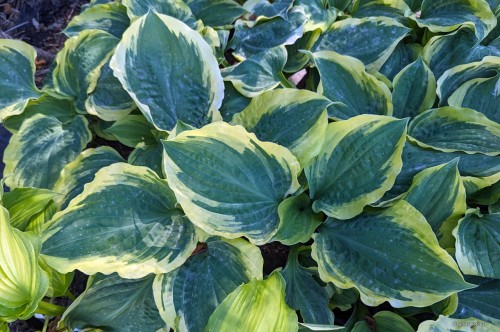 Hosta „All Aflutter”