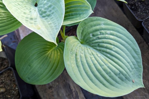 Hosta „American King of the Woods”