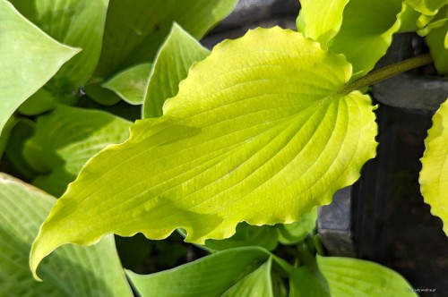 Hosta „Chris' Yellow Ruffles”