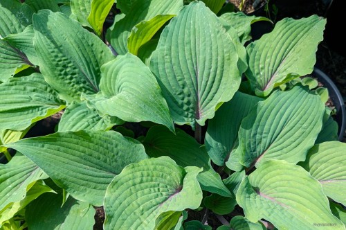 Hosta "Jack Berry"