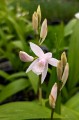 Bletilla striata "Alba"