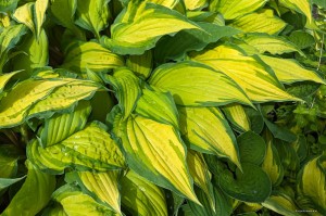 Hosta „Lipstick Kiss” - funkia