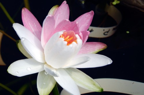 Nymphaea „Pink Dawn”, fot. DM