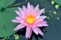 Nymphaea „Pink Dawn”, fot. DM