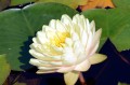 Nymphaea "Lemon Meringue", fot. DM