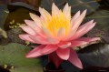 Nymphaea „Sunfire”, fot. DM