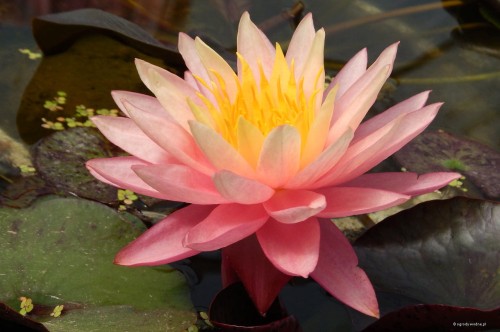 Nymphaea „Sunfire”, fot. DM