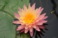 Nymphaea „Sunfire”, fot. DM