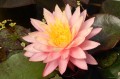 Nymphaea „Sunfire”, fot. DM