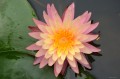 Nymphaea „Sunfire”, fot. DM