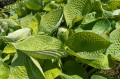 Hosta "Cup of Joy"
