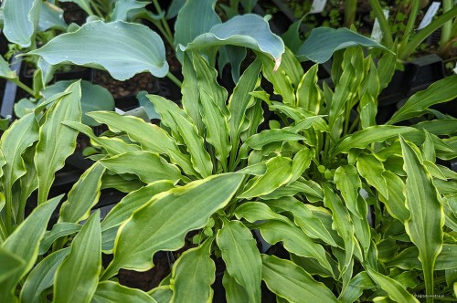 Hosta "Tattle Tails"