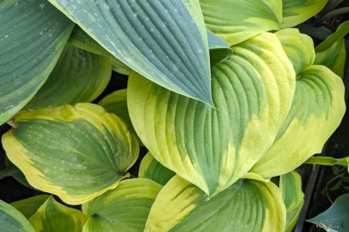 Hosta "Sweet Innocence"