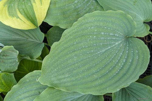 Hosta "Valley's Love Buzz"