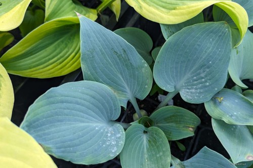 Hosta "Sugar Blue"