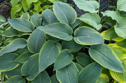 Hosta "Snow Bunting"