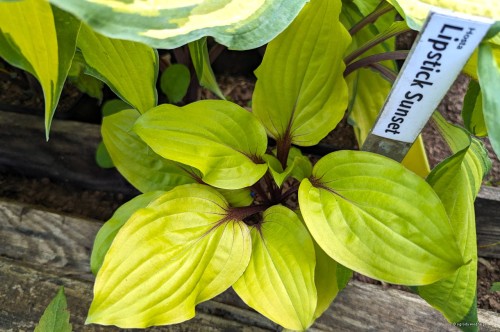 Hosta "Lipstick  Sunset"