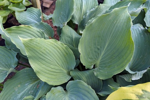 Hosta "Fleet Week"