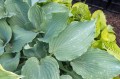 Hosta "Fleet Week"
