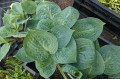 Hosta "Dixie Cups"