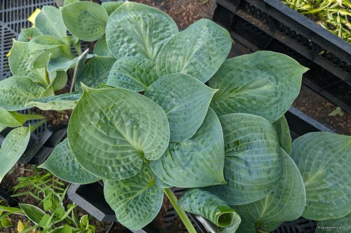 Hosta "Dixie Cups"