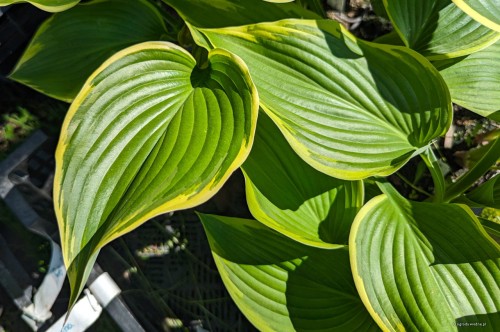 Hosta "Prima Donna"