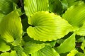 Hosta "Holar Sunset Python"