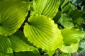Hosta "Holar Sunset Python"