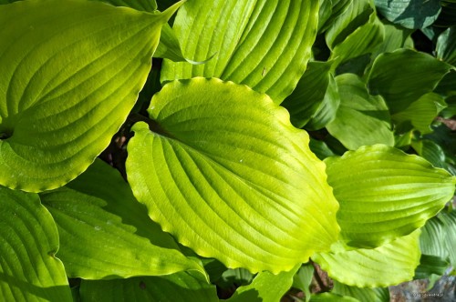 Hosta "Holar Sunset Python"