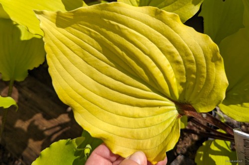 Hosta "Chris' Tropical Sundown"