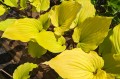 Hosta "Chris' Tropical Sundown"