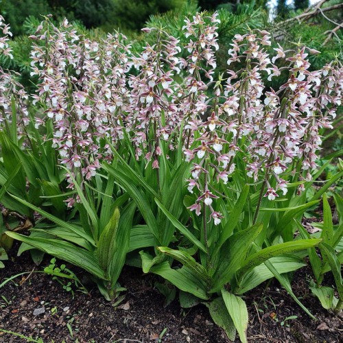 Epipactis x hybridus, fot. ER