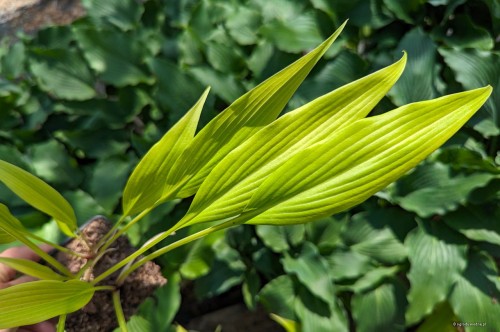 Hosta „Chris' A Lalalala Long”