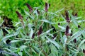Lysimachia atropurpurea „Beaujolais”