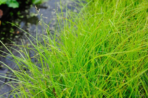 Carex remota