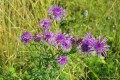 Centaurea jacea