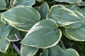 Hosta "Poker"