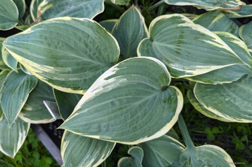 Hosta "Poker"