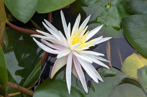 Nymphaea „Perry's Cactus Pink”