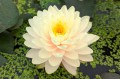 Nymphaea "Lemon Meringue"