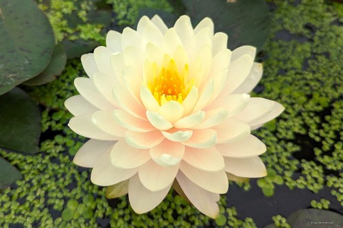 Nymphaea "Lemon Meringue"