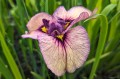 Iris pseudata "Yoru No Akari"