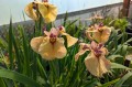 Iris x pseudata „Yarai”