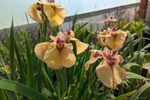 Iris x pseudata „Yarai”