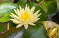 Nymphaea "Pinwaree"