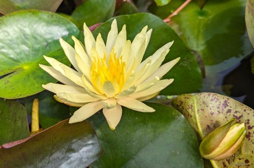 Nymphaea "Pinwaree"