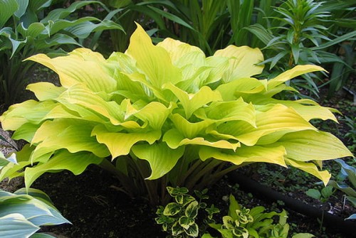 Hosta „Enduring Beacon”